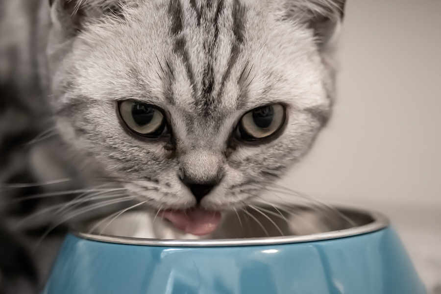 Feeding Cat